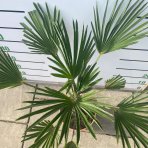Palma konopná (Trachycarpus wagnerianus) – výška kmeňa 10-15 cm, celková výška 70-80 cm, kont. C10L 